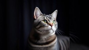 Американская короткошерстная кошка