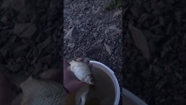 ТОП 5 порад по холодній воді #рибалка #риболовля #bagirovfish