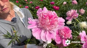 Борис Яковлев пион. Пулков сад