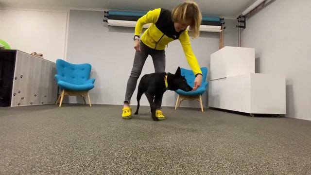 Как научить собаку следовать за вашей рукой? смотреть онлайн