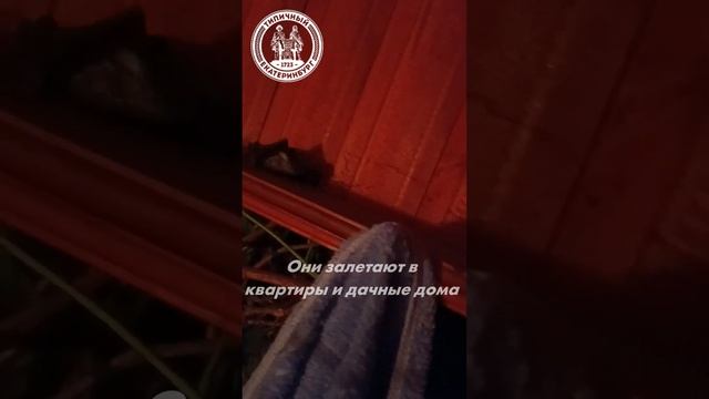 Возле Екатеринбурга нашествие летучих мышей