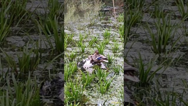 Утка кряква с утятами 16.07.2023