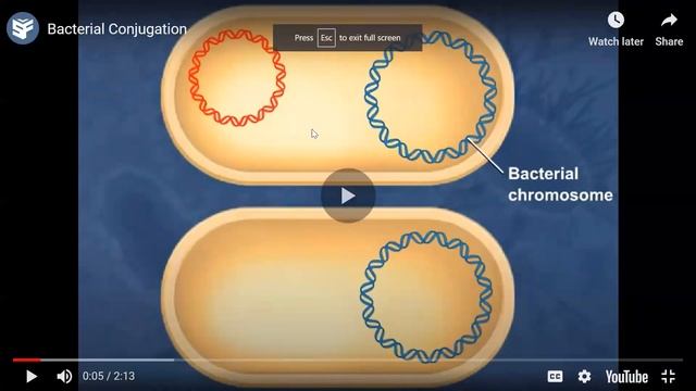Chapter 8 - Microbial Genetics (2) смотреть онлайн