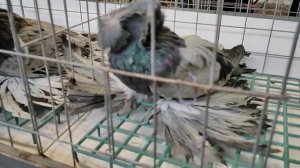 18.01.2025г Выставка ЦСКА ч. 12