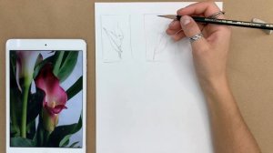 Ботаническая иллюстрация