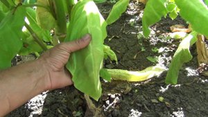 Признаки зрелости табачного листа