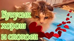 Кукусик хорош и спокоен