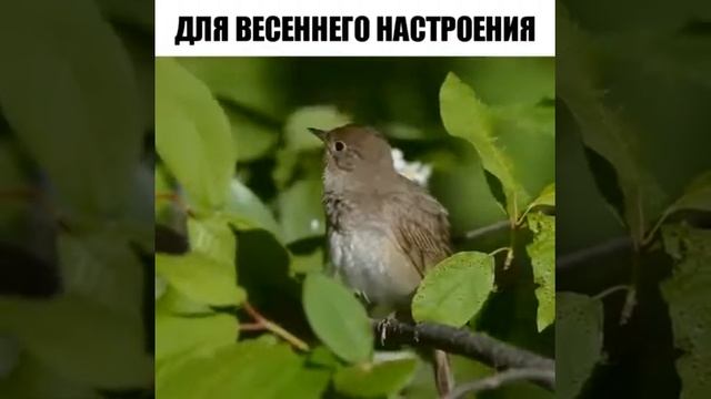 Песня соловья ремикс Песня соловья ремикс