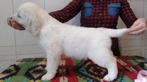 Высокопородная девочка золотистого ретривера.Golden Retriever girl