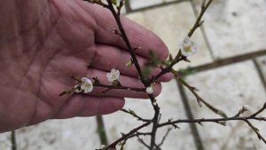 саженец алычи Мара
Мой сайт - https://www.prosad67.ru