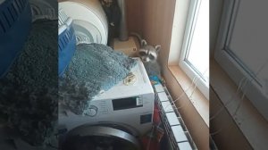 Енот Илюша