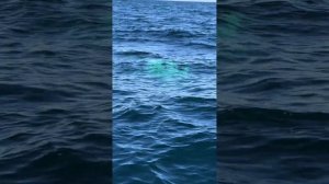 Киты в Баренцевом море, июнь 2024