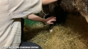 ЭПИЛЕПСИЯ / Болезнь коров