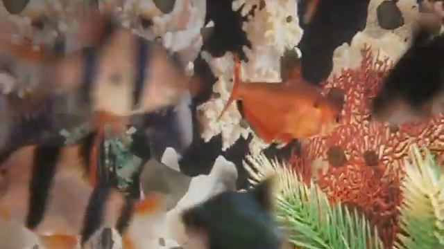 Аквариум смотреть онлайн