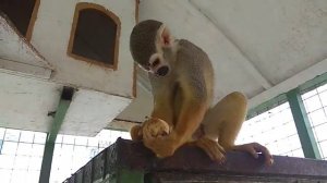 В клетке с беличьими обезьянками