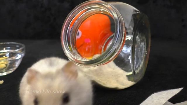 Любопытная Нюся. Джунгарский хомяк. Видео с Хомяками. Hamster