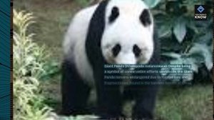 Top 10 Rare and Endangered Animals