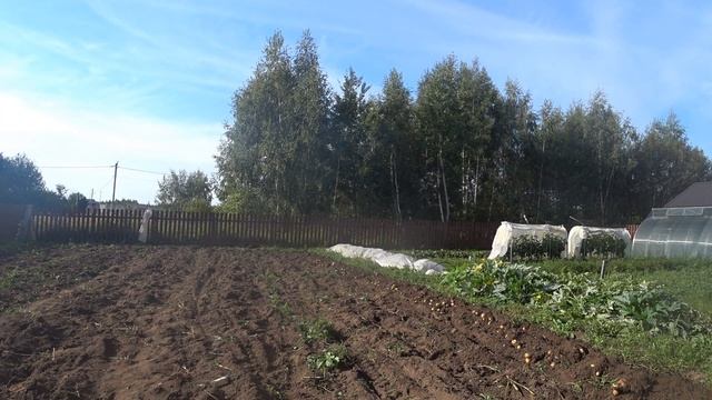 Уборка картофеля плугом и гусиными лапками. Мотоблок Угра. 2023 год. смотреть онлайн