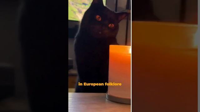 BLACK CATS ASSOCIATED WITH WITCHCRAFT???!!! #cat #catlover #pets #animals #blackcat #witchescat