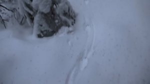 По следу зверя. Часть 3: Эпилог. #Охота_на_волка #волки_в_окладе #russian_hunting