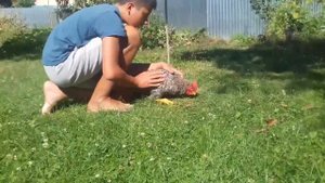 Гипноз курицы как?ШОК!