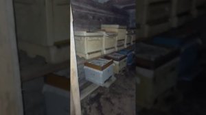 Зимовка пчёл в омшанике.