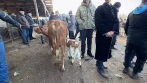 ЧУМЬА БОЗОРИ ДЕХКОНБОЗОР САВДО ХАМАВАКТ НАГЗ НАСИБ МОЛИ ШИРТЕ ГУСФАНД БУКА ГНОЧИН 4 ФЕВРАЛЯ 2023
