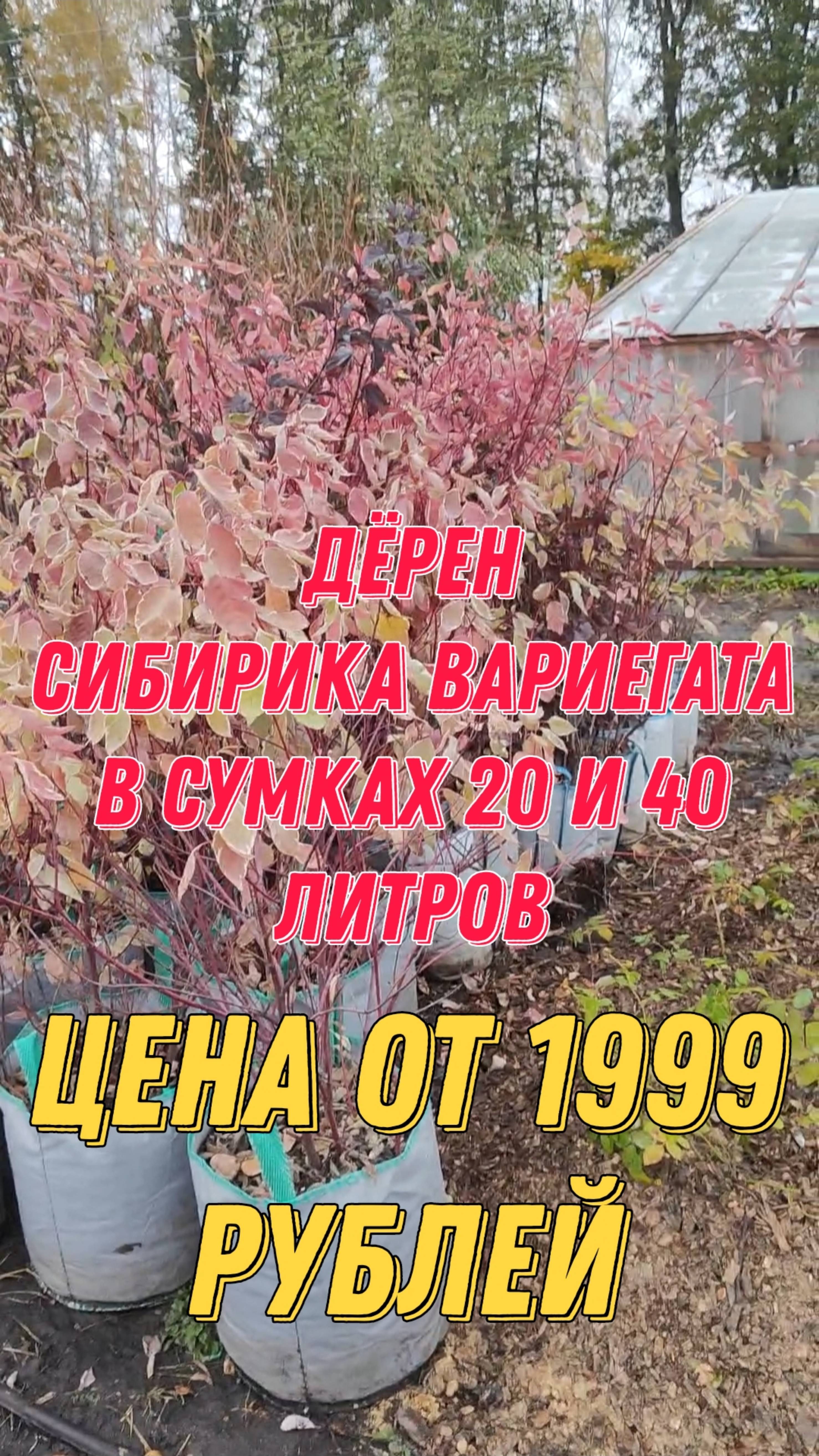 Дëрен сорт "Сибирика Вариегата" в сумках 20 и 40 литров. Цена от 1999 рублей!What's App +79257080011 смотреть онлайн