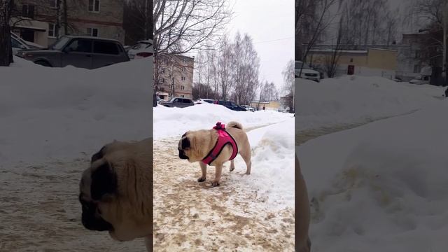 Дорочка ❤️ #mops #мопс #любовьнавсегда #настоящаялюбовь