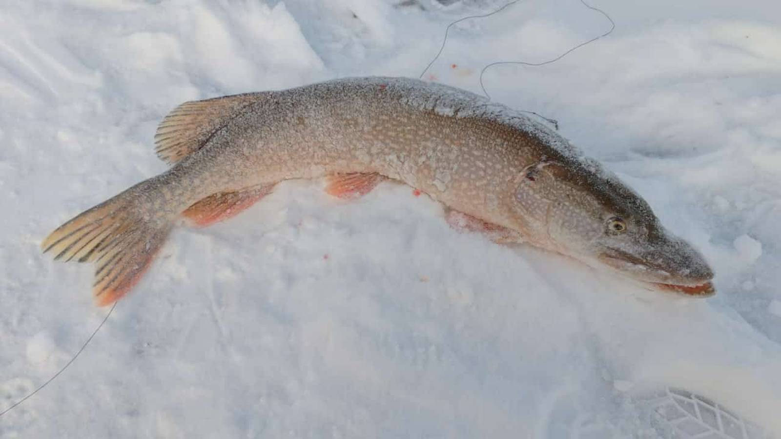 Супер рыбалка, на жерлицы в Тобольске. смотреть онлайн