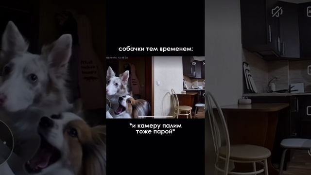 😁 Девушка поставила камеру, чтобы следить за собаками, и узнала, что ее собака умеет открывать х...