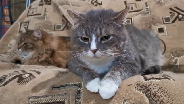 МЯУКАНЬЕ КОШЕК И КОТЯТ Приятные звуки для кошек