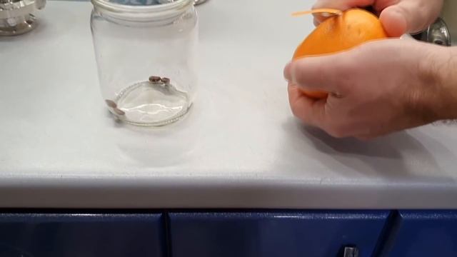 Апельсиновый мацерат готовим за 30 минут (3 вида настойки) своими руками смотреть онлайн