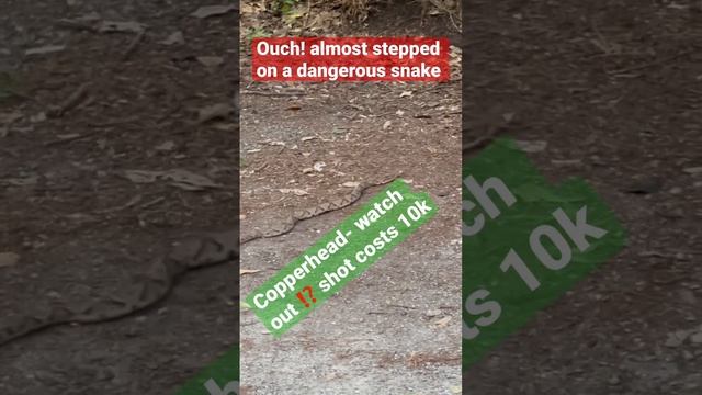 #Snake on a road #reptiles #nature #copperhead #wildlife #travelvlog #shortvideo #everydaylife