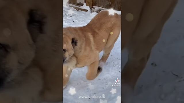 Щенки кангала из питомника "С Северного Урала"