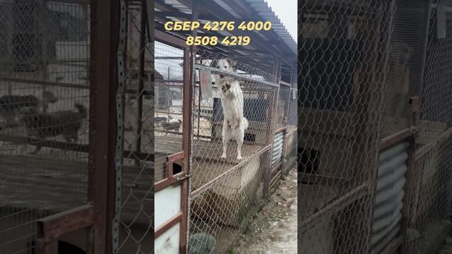 Красивые собаки в приюте