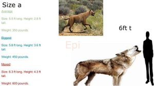 Pachycrocuta vs Epicyon 2019