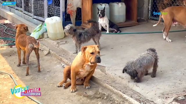 Conozcan la hermosa labor que realiza el refugio de perros Ada Azul смотреть онлайн