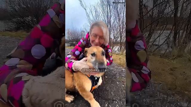 Милли из приюта «Щербинка» уехала домой! Проект Собака Юзао