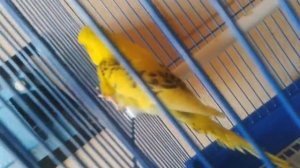 Попугай Кувыркается)_