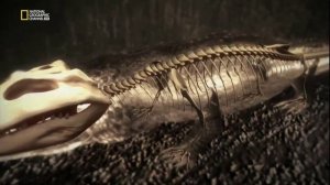 National Geographic HD  Природная инженерия  Выживание в джунглях