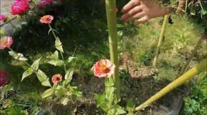 ЧУДЕСА ЭЛЕКТРОГРЯДКИ 2