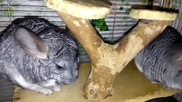 КАК ПРОВОДЯТ ВРЕМЯ ШИНШИЛЛЫ | Хомячуля: Secret Life Hamster - Pets