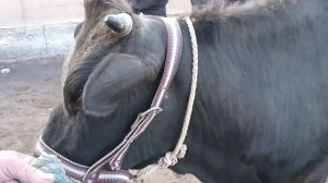 Xorazm viloyati Gurlan mol bozori Ona bola sigir narxlari 07.04.2024#narx #samarqand #tortkol_uz