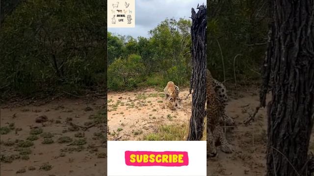 Wildcat Mating Video in Nature | Animal Sound |. #shorts