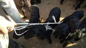 КУЙ КУЗИЛАР НАРХЛАРИ