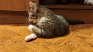 kitten202501