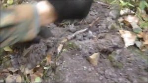 Как черные копатели бъют братские могилы русских солдат #18 / WW2