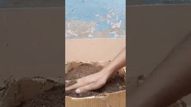 How to Grow Methi | at Home #youtubeshorts #shorts# easy to Grow #Tips смотреть онлайн