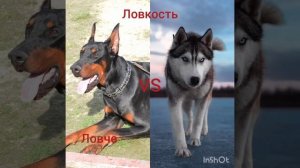 Доберман VS Хаска